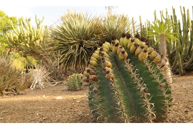 אורחן אורים - המדשאות והחצר 