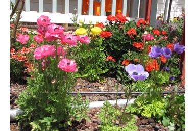 זיו בקתות לבנות - הבקתות 