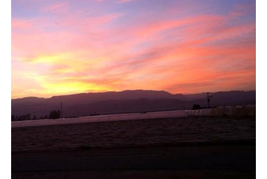 בצל התמר  - אטרקציות ביישוב ובאזור