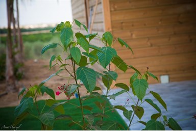 הפינה הקסומה - הסוויטה