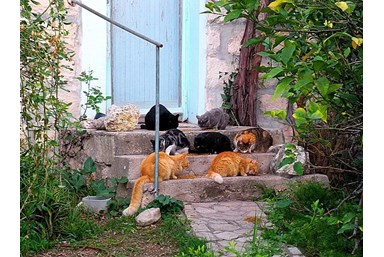 בתיה וקלוד בעין הוד - טעימה מאווירת המקום 