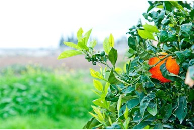 משק 75 - חדר אירוח - הוואי