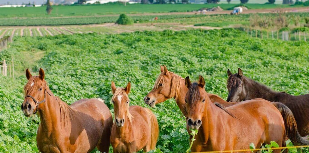 משק 75 דף בית (7).jpg