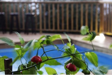 יערת הדבש בגליל