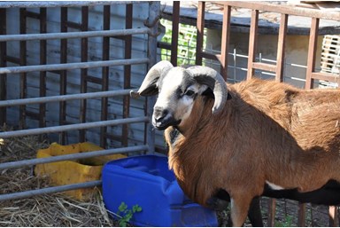 צימרונית - פינת החי 