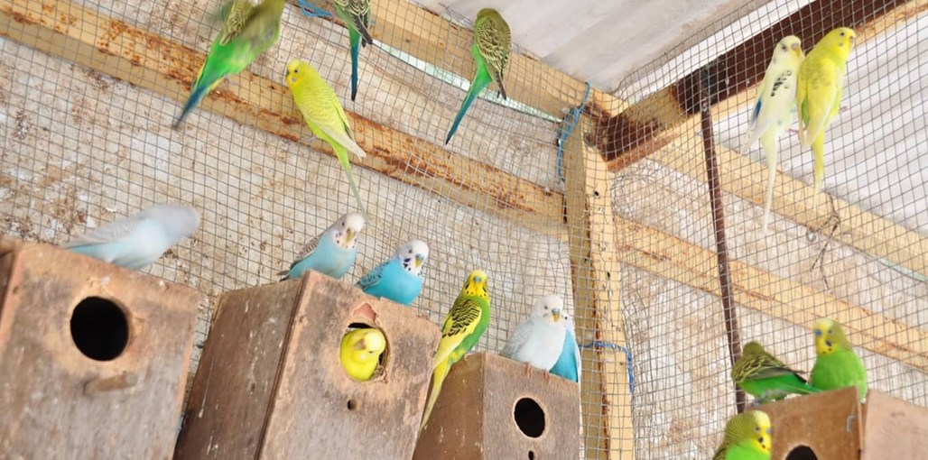 צימרונית פנת חי (5).JPG