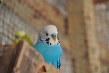 צימרונית - פינת החי 