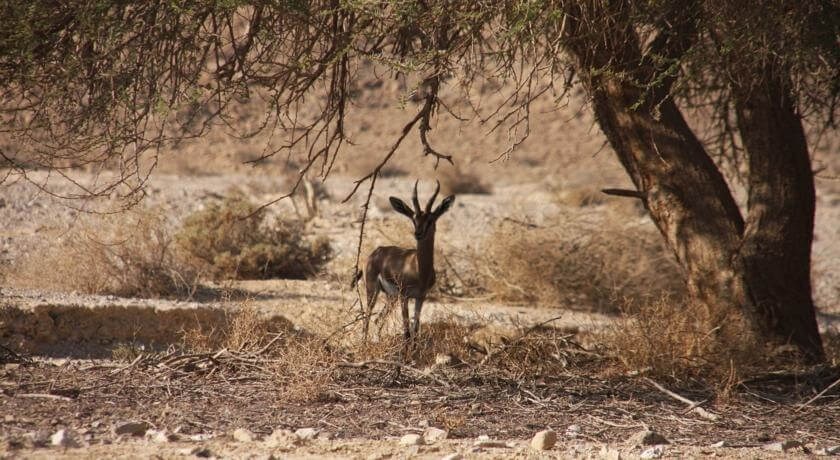 חאן מורגן - אירוח וחקלאות במדבר מתחם החאן (13).jpg