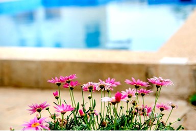 אחוזת הדר - ראש פינה