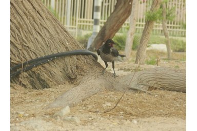 צימר מאיה - החצר והסביבה
