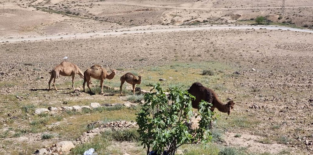קורא במדבר גינה ונוף3 .jpg