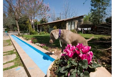 אהבה ולימונים