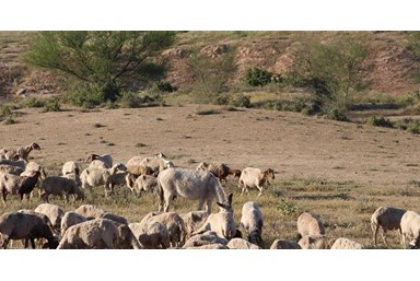 דזרט בי - DesertB - הבריכה והסביבה