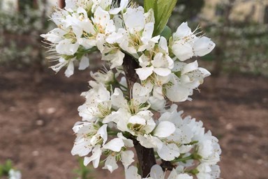 בקתות תמוז - החצר והסביבה