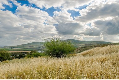 חדרי אירוח קיבוץ גשר - החצר והסביבה 