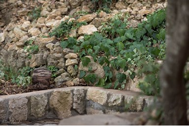 קפלנד - הסוויטה הרומנטית