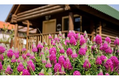 דליה ברמה - הבקתה