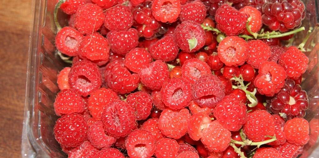 משק לוי - קמפינג שעל קטיף (4).jpg