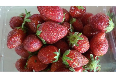 משק לוי - קמפינג שעל