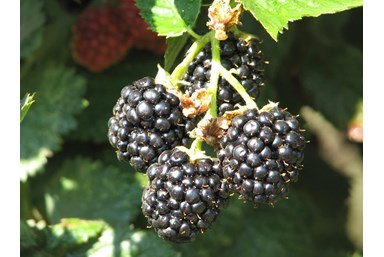 משק לוי - קמפינג שעל