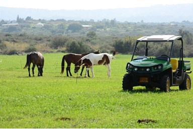 אי שם בכליל - בשביל האושר - סוסים וריינג'ר