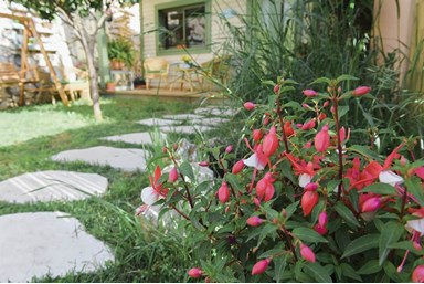 הצימר של ענת - החצר המטופחת