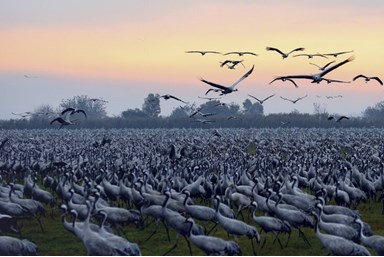 רוטשילד מארח בגליל - החצר והקיבוץ
