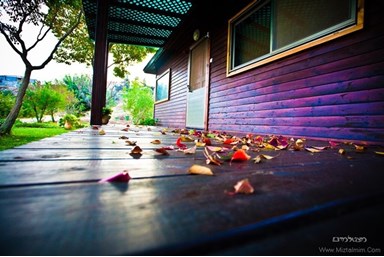 פנינה בכרם - הבריכה והחצר