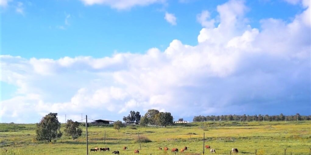 קדמת הגולן קדמת הגולן (12).jpg