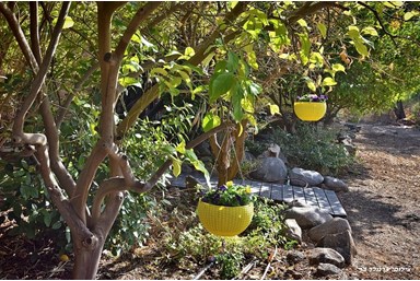 אינדיגולן - הבריכה והחצר