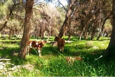 שלווה על ההר - החצר והבריכה