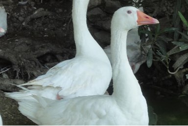 שלווה על ההר - אגם חי