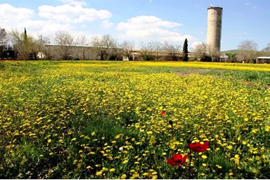 שלווה על ההר - החצר והבריכה