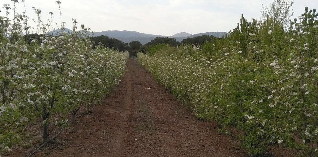 צמרת הגולן צמרות הגולן (19).jpeg