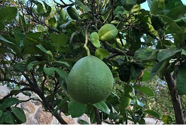 סוויטת הרמיטאז' בגולן - הבריכה והחצר הפרטית