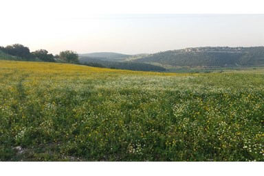 אצל שמשון בחצר - מתחם החוץ