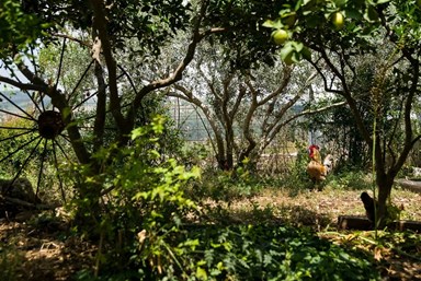 אצל שמשון בחצר