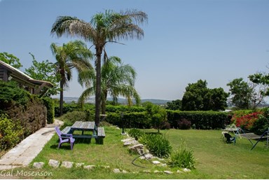 אצל אבנר - החצר