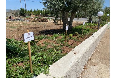 אחוזת אל חיר - הסוויטות