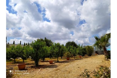 חניתה בשתולה - החצר והבריכה