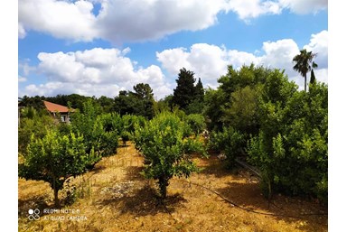 חניתה בשתולה