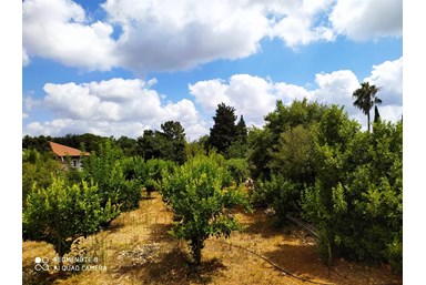 חניתה בשתולה - החצר והבריכה