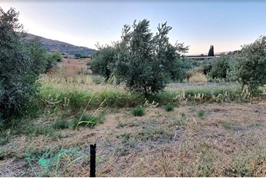 אורן מול הרים - הסביבה