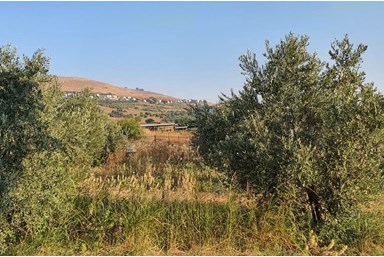 אורן מול הרים