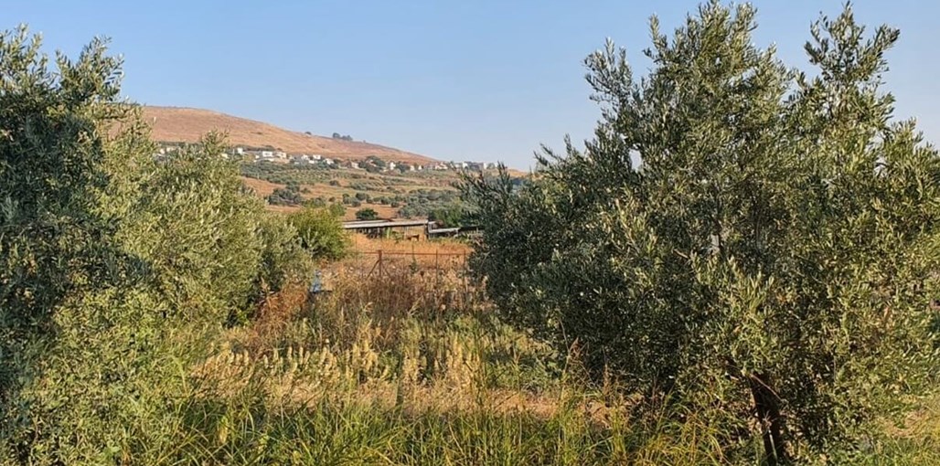 אורן מול הרים הנוף (3).jpg