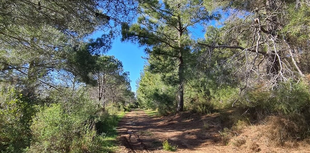 ארט סוויטות יוקרה ארט סוויטות יקורה - הנוף והסביבה (1).jpeg