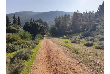 סוויטות ספא סטודיו - החצר, הבריכה הסאונה והנוף