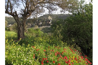 ח'אן עין כרם מלון בוטיק - הנוף והסביבה