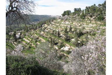 ח'אן עין כרם מלון בוטיק - הנוף והסביבה