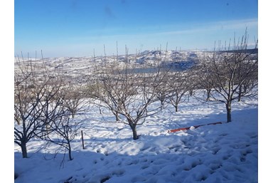 צימר אפרודיטה - החצר והסביבה